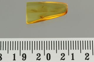 Well Preserved BITING MIDGE Fossil Inclusion BALTIC AMBER 190507 - 84,  IMG 3
