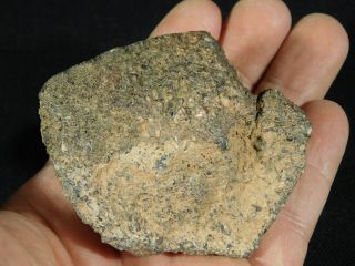 A Polished Dinosaur Gem Bone Fossil With Dark Cells From Utah 192gr e 5
