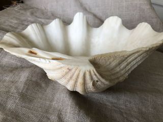 Large Clam Shell Tridacna Gigas Natural Sea Shell 11” X 7.  5” X 3.  5”