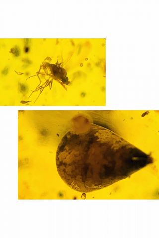C558 - Diptera,  Piddock In Fossil Burmite Insect Amber Cretaceous Dinosaur Period
