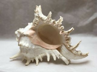 9 Inch Murex Ramosus Pink Spiked Conch Shell Rams Murex Seashell