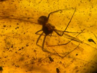 1.  2g Big Uncommon Spider Burmite Myanmar Burma Amber Insect Fossil Dinosaur Age