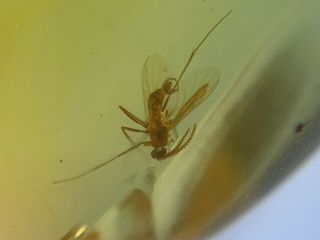 Diptera Mosquito Burmite Myanmar Burmese Amber Insect Fossil Dinosaur Age