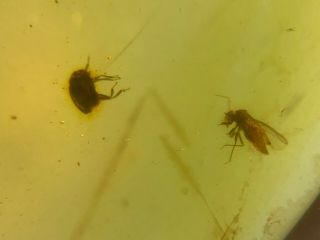 Unknown Small Beetle&fly Burmite Myanmar Burma Amber Insect Fossil Dinosaur Age