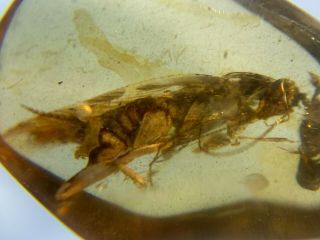 Big Adult Roach&beetle Burmite Myanmar Burmese Amber Insect Fossil Dinosaur Age