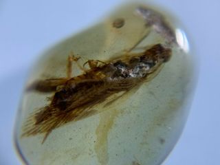 big adult roach&beetle Burmite Myanmar Burmese Amber insect fossil dinosaur age 2