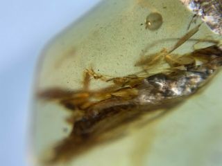 big adult roach&beetle Burmite Myanmar Burmese Amber insect fossil dinosaur age 4