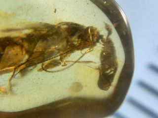 big adult roach&beetle Burmite Myanmar Burmese Amber insect fossil dinosaur age 5