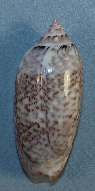 Oliva Oblonga 49.  01mm Rare Specimen Santa Marta,  Colombia