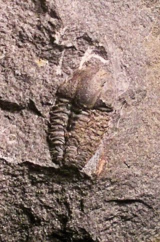 Rare,  Near Complete 1.  5cm Ellipsocephalus Vetustus W.  Shell: Cambrian,  Czech Rep.