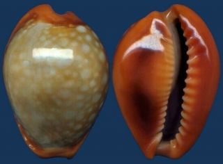 Shell Cypraea Citrina Dauphinensis Seashell