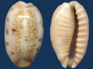 Shell Cypraea caurica meyeri Seashell 2