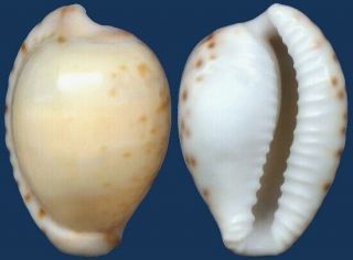 Shell Cypraea Algoensis Basatensis Seashell