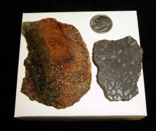 Dino: 2 Faced Fossilized Dinosaur Bone Slabs - 58 g - Lapidary Rough or Display 3