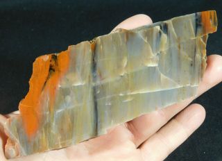 A 225 Million Year Old Polished Petrified Wood Fossil From Arizona 276gr E