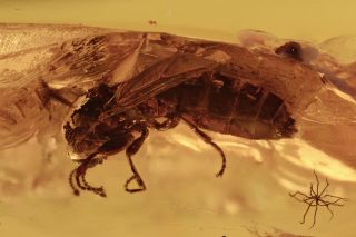 Scatopsidae Dung Midge Fossil Inclusion Baltic Amber 190409 - 72,  Img