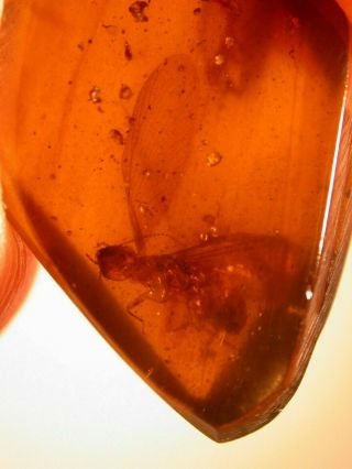 Exceptional Cretaceous Winged Termite In Burmite Amber Fossil From Dinosaur Age