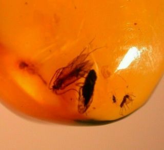 Lepidopteran Moth with Fulgoroid in Authentic Dominican Amber Fossil Gem 3