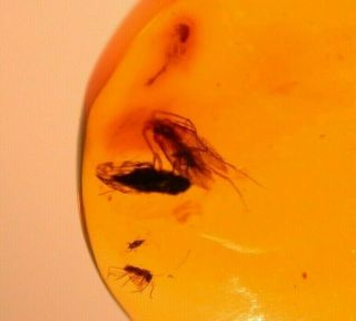 Lepidopteran Moth with Fulgoroid in Authentic Dominican Amber Fossil Gem 5