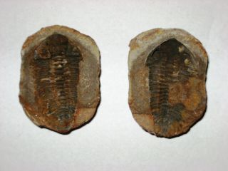 Trilobite Fossil (phacops) With Negative Mold