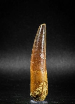 04935 - Huge Partially Rooted 2.  70 Inch Spinosaurus Dinosaur Tooth Cretaceous