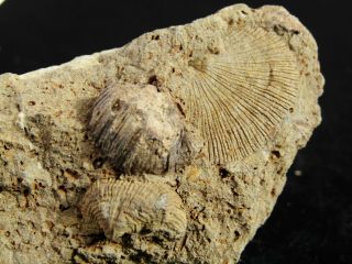 Ultra Rare Carboniferous Brachiopod.  Orthotetes And Kozlowskia.  Spain.  Nº28k