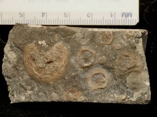 Fossil Edrioasteroid - Isorophusella Incondita/cryptogoleus Chapmani From Ontario