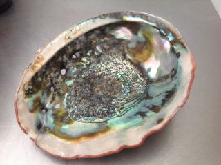 Large 8 1/2” Abalone Shell Colors Green / Blue Seashell