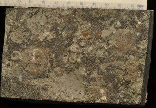 Fossil Edrioasteroids - Isorophusella Incondita/belochthus Orthokolus From Ontario