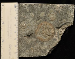 Fossil Edrioasteroid - Isorophusella Incondita From Ontario 5