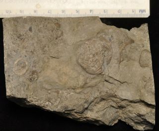 Fossil Edrioasteroid - Foerstediscus Grandis/isorophusella Incondita From Ontario
