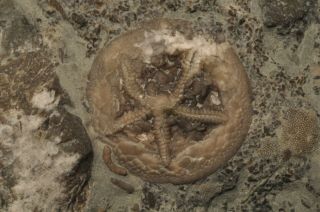Fossil Edrioasteroid - Cryptogoleus Chapmani From Ontario