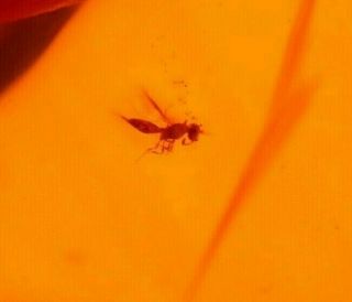 Scelionid Wasp With Stinger Displayed In Authentic Dominican Amber Fossil Gem