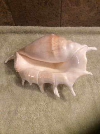 Giant Spider Conch Natural Sea Shell Seashell 11” Long 6.  5” Wide