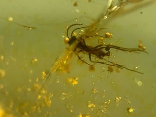 Unique Diptera Mosquito Burmite Myanmar Burmese Amber Insect Fossil Dinosaur Age