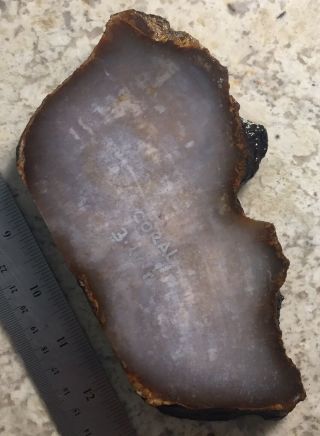3•27•1 Percussion Knapping Slab Agatized Withlacoochee River Florida Coral