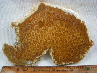 Petrified Coral From Indonesia Slab For Cabbing And Polishing