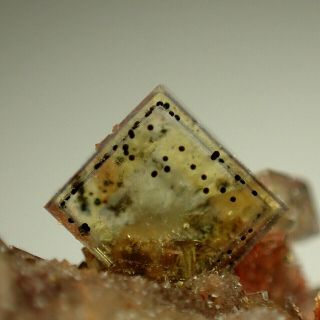 Fluorite Golden Zoned Crystals On Quartz Niederschlag,  Germany