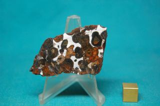 Sericho Pallasite Meteorite 45.  2 Grams