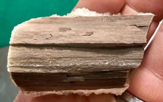 REILLY’S ROCKS: Stunning Quartz Arizona Petrified Wood,  91 Grams. 2