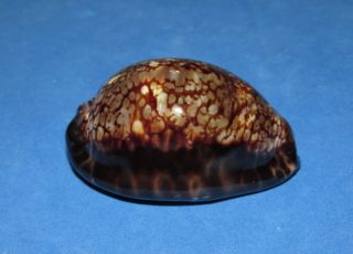 Seashells Cypraea Maculifera Hawaiiensis,  Daark,  Shells Cyp71130