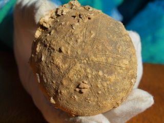 Rare Madagascar Sea Urchin Fossil