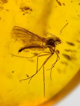 C511 - Diptera In Fossil Burmite Insect Amber Cretaceous Dinosaur Period
