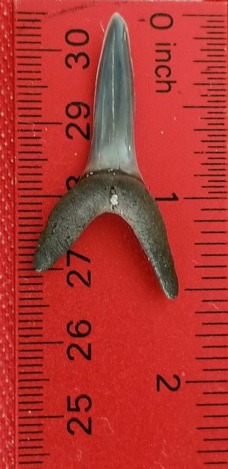 1.  5 " Large Sand Tiger Shark Tooth Fossil Atlantic Ocean Shark Week Miocene