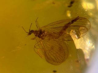 Unique Neuroptera Lacewings Burmite Myanmar Amber Insect Fossil Dinosaur Age