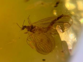 unique Neuroptera lacewings Burmite Myanmar Amber insect fossil dinosaur age 2
