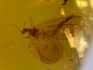 unique Neuroptera lacewings Burmite Myanmar Amber insect fossil dinosaur age 3