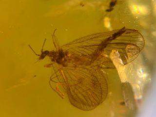 unique Neuroptera lacewings Burmite Myanmar Amber insect fossil dinosaur age 4
