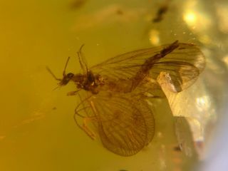 unique Neuroptera lacewings Burmite Myanmar Amber insect fossil dinosaur age 5