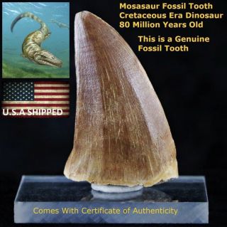 - Mosasaur Fossil Tooth Cretaceous Dinosaur Era 80 Million Yrs Old W/